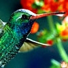 http://avatars.mitosa.net/birds/birdG.jpg