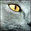 http://avatars.mitosa.net/cat/kot025.jpg