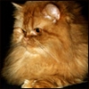 http://avatars.mitosa.net/cat/thumb_00268600.jpg