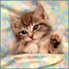 http://avatars.mitosa.net/cat/thumb_00268800.jpg