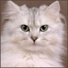 http://avatars.mitosa.net/cat/thumb_00268900.jpg
