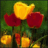 http://avatars.mitosa.net/flowers/d5.jpg