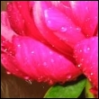 http://avatars.mitosa.net/flowers/flo015.jpg