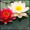 http://avatars.mitosa.net/flowers/flower13.jpg