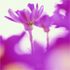 http://avatars.mitosa.net/flowers/purple_wildflowers.jpg