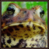 Аватары с жабами